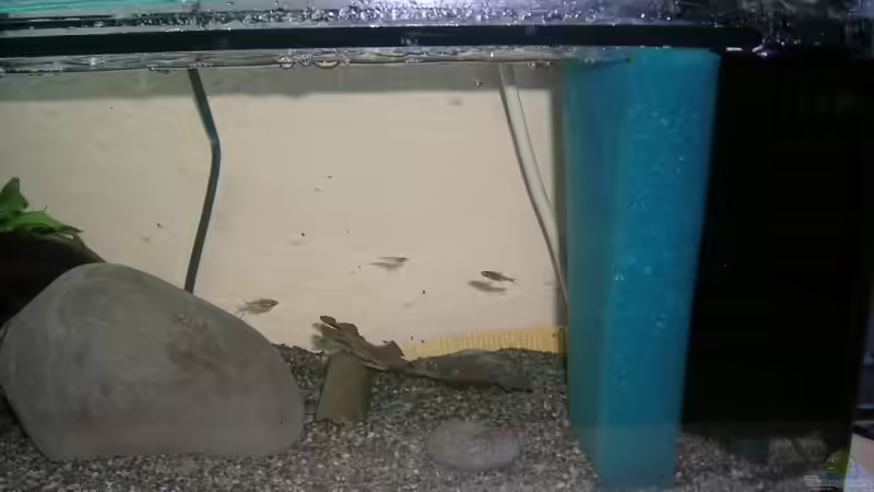 Technik im Aquarium Becken 9276 von Simon Bendrin (5)