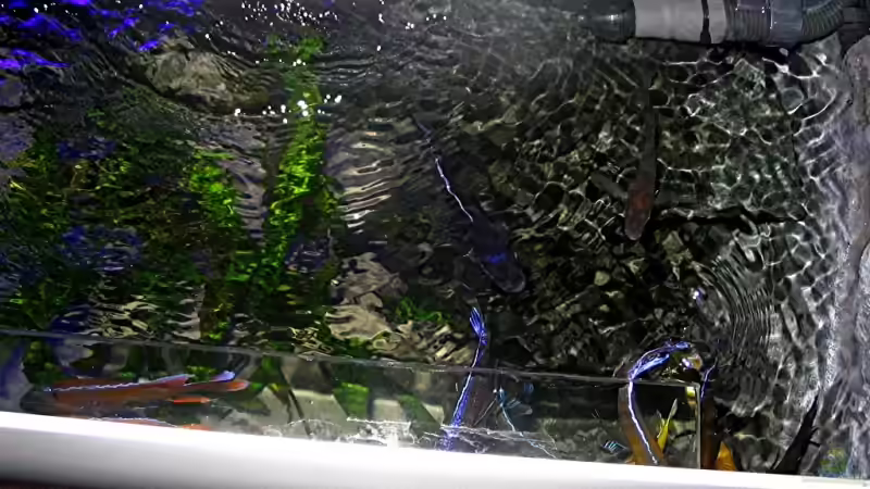 Technik im Aquarium Bilskirnir von T H O R (56)