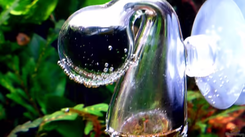 Technik im Aquarium Bucetank von Scaper´s love Plants (29)