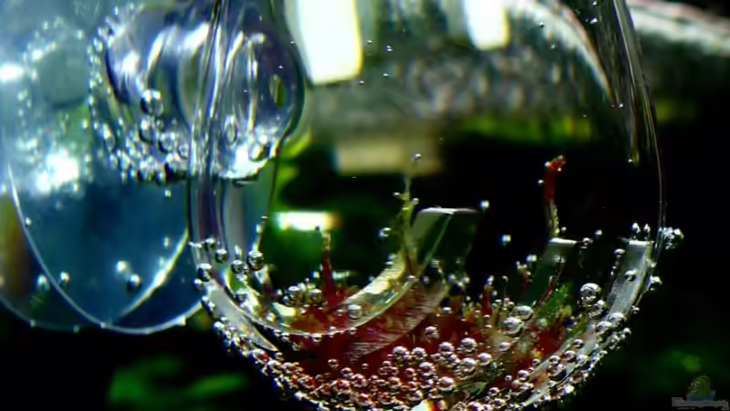 Technik im Aquarium Bucetank von Scaper´s love Plants (30)