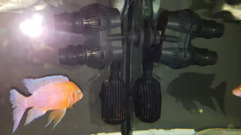 Technik im Aquarium Cichlidenparadies von Malawi-Guard (64)