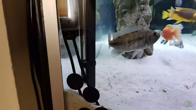 Technik im Aquarium Cichlidenparadies von Malawi-Guard (67)