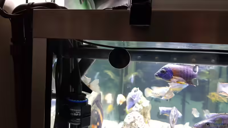 Technik im Aquarium Cichlidenparadies von Malawi-Guard (69)