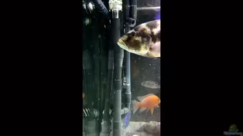 Technik im Aquarium Cichlidenparadies von Malawi-Guard (70)