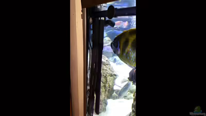 Technik im Aquarium Cichlidenparadies von Malawi-Guard (71)