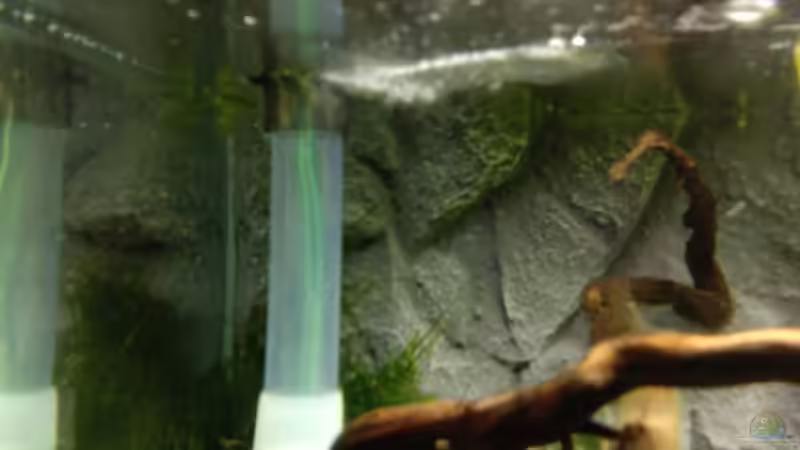 Technik im Aquarium Crystal Red von wasserfloh (3)