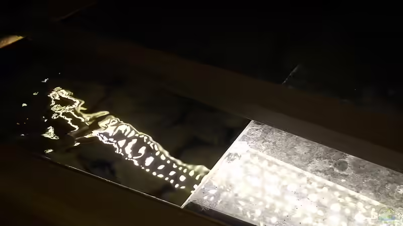 Technik im Aquarium dark dream von LaEy (62)