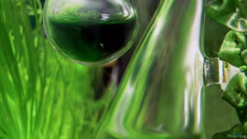 Technik im Aquarium Das Kleinere von Plankton (12)