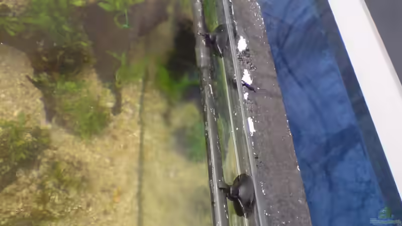 Technik im Aquarium Das Südostasienbecken von timme (20)