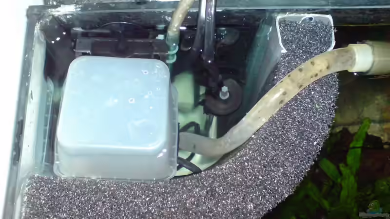 Technik im Aquarium Das Südostasienbecken von timme (21)