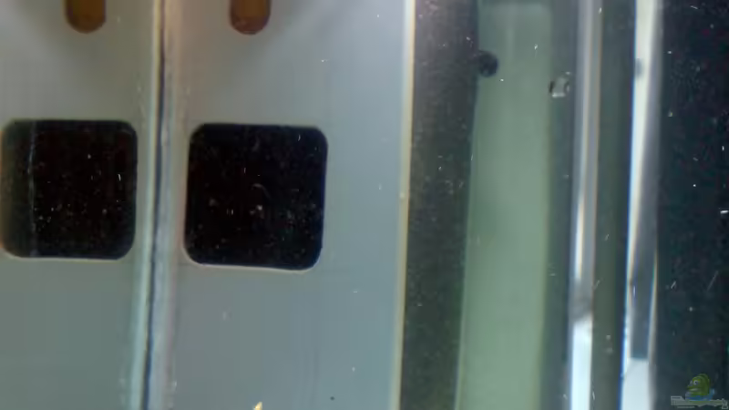 Technik im Aquarium Das Tanganjikabecken von timme (53)