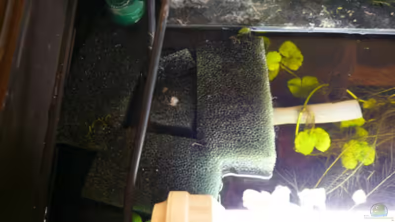 Technik im Aquarium Dicrossus von Cichlid Power (27)