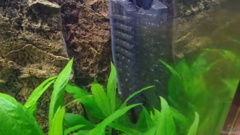 Technik im Aquarium Die Herausforderung von raubsau (135)