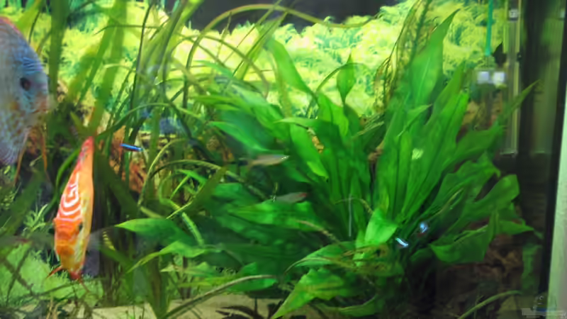 Technik im Aquarium Diskus Becken (Aufgelöst) von Stefan (17)