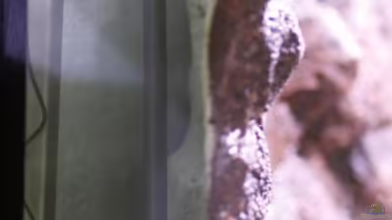 Technik im Aquarium Diskus Naturaquarium von Frank Chelaifa (12)