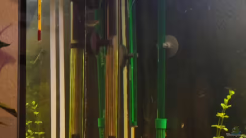 Technik im Aquarium Diskus von yellow (12)