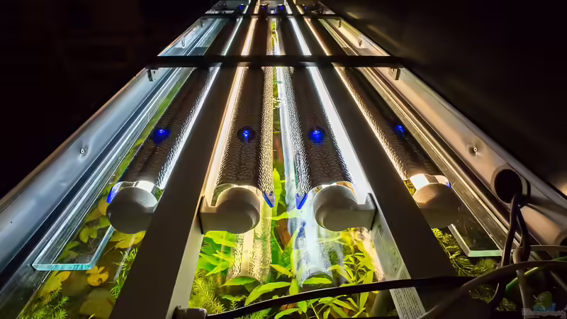 Technik im Aquarium Diskusfische - Farben und Pflanzen von Finch (5)