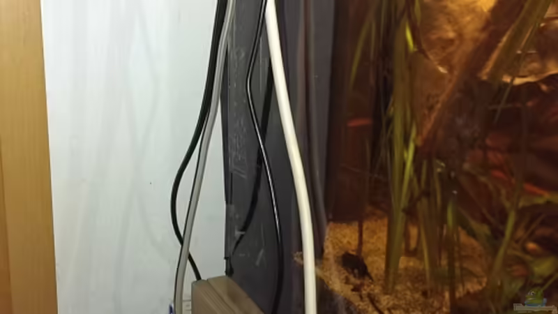 Technik im Aquarium Dornaugenbiotop von Niklas125 (22)