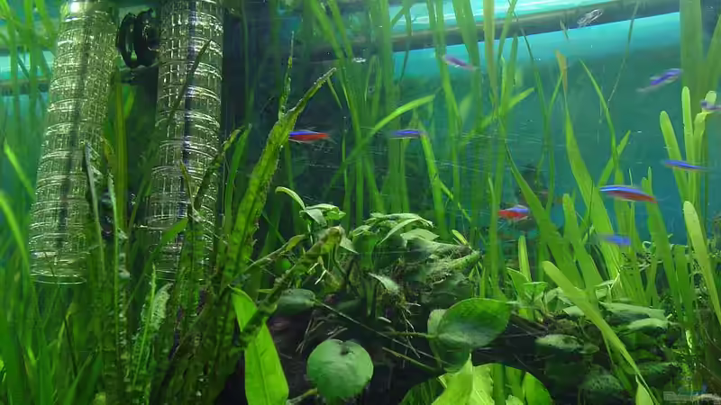 Technik im Aquarium Dschungel von Die Juli (33)