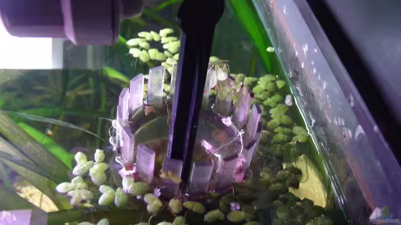 Technik im Aquarium Dschungel von Die Juli (35)