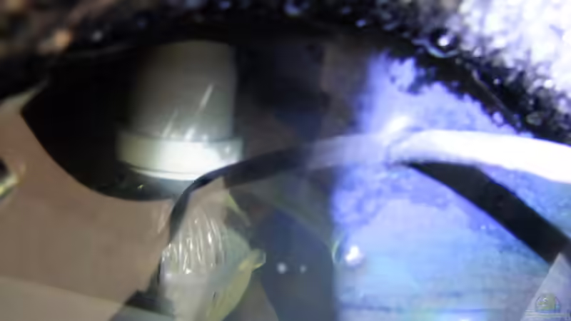 Technik im Aquarium Dunkles Amazonasdikicht von ManiacXL (21)