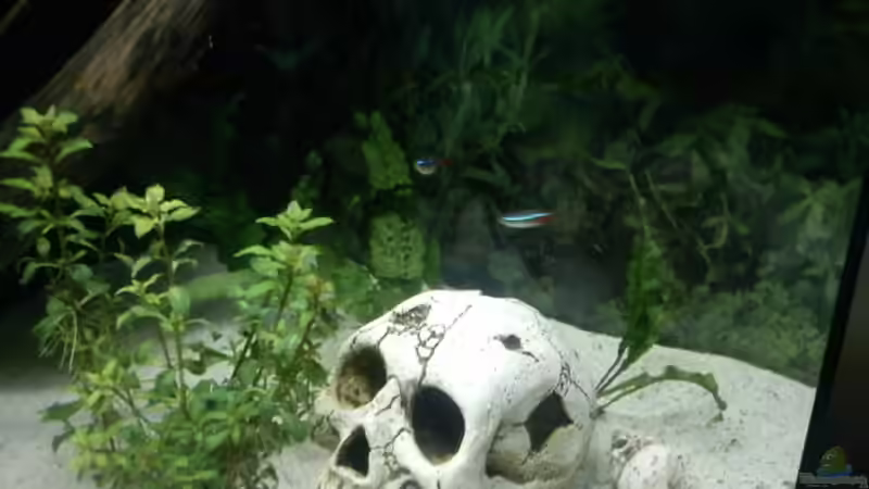 Technik im Aquarium eckaquarium von dobi66 (5)