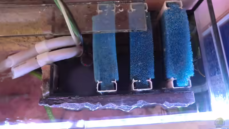 Technik im Aquarium Ein kleines Stück Tanganjikasee von Jannik Sommer (9)