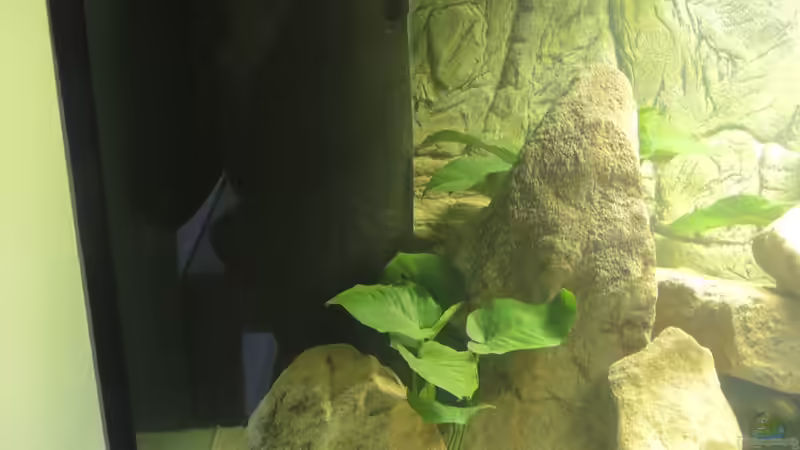 Technik im Aquarium Ein Stück Malawisee von Caroline (5)