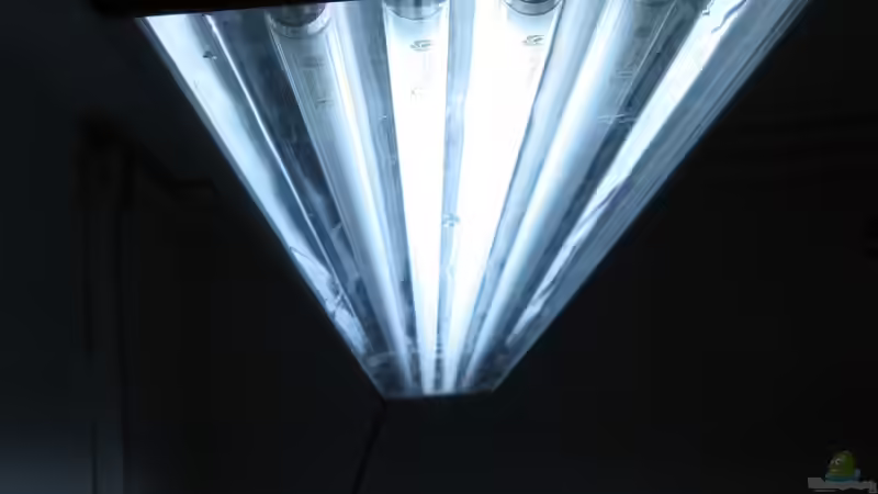 Technik im Aquarium Fadenmaulbrüter-Tank von Andi*Sehlde (35)