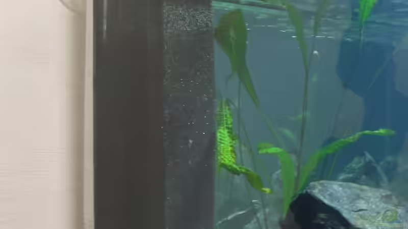 Technik im Aquarium Fadenmaulbrüter-Tank von Andi*Sehlde (36)