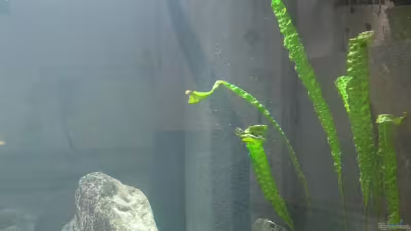 Technik im Aquarium Fadenmaulbrüter-Tank von Andi*Sehlde (37)