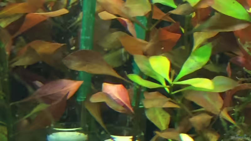 Technik im Aquarium Fast Südamerika von DL (7)