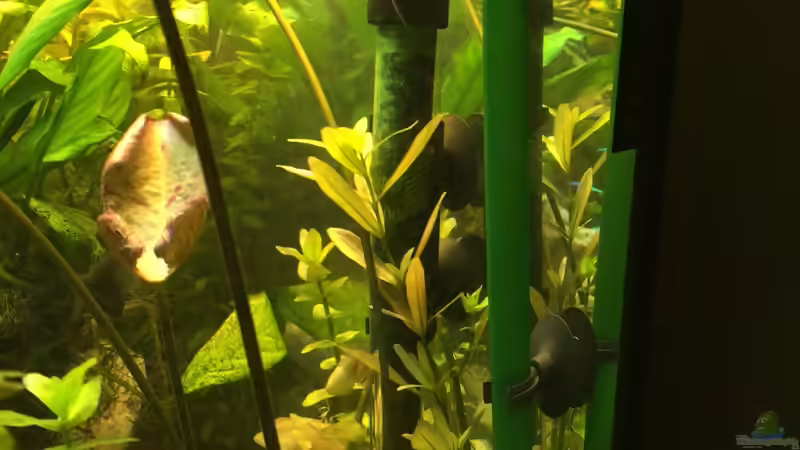 Technik im Aquarium Fast Südamerika von DL (8)