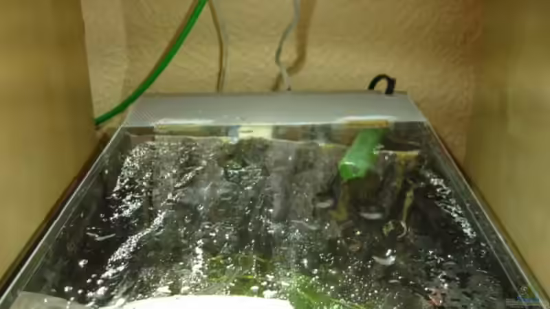 Technik im Aquarium Futterbecken von Christina Studt (9)