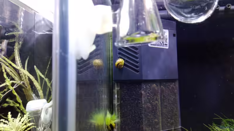 Technik im Aquarium Garnelen - Iwagumi von Torsten Bullmahn (14)