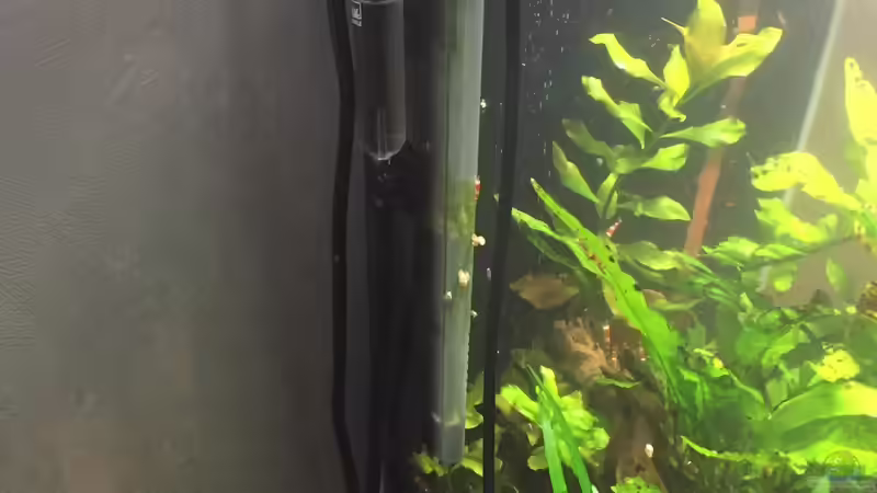 Technik im Aquarium Garnelen Cube von DL (24)