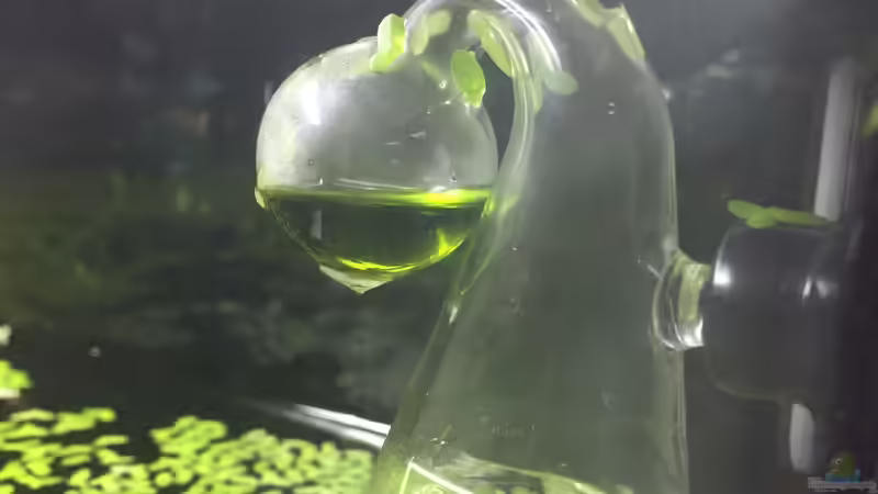 Technik im Aquarium Garnelen Cube von DL (26)