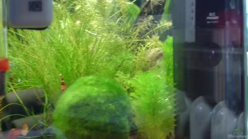 Technik im Aquarium Garnelenbecken von Timo10 (9)