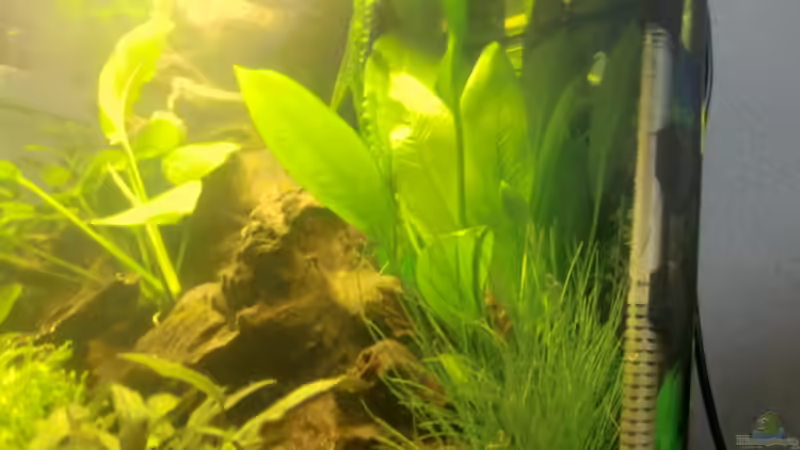 Technik im Aquarium Garnelentraum von Josef Jun. Braun (4)