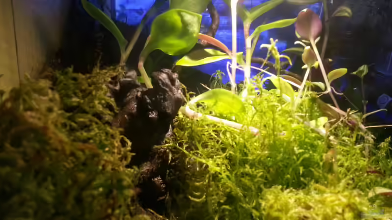 Technik im Aquarium Geosesarma hagen Terrarium von Tobias Seiffert (4)
