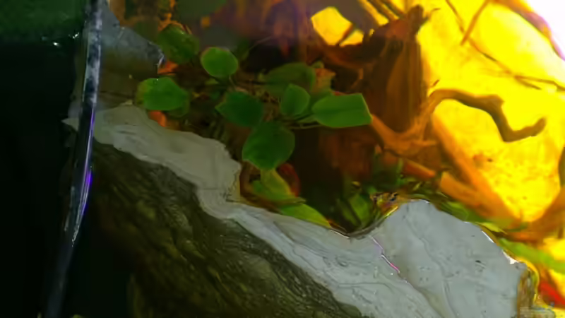 Technik im Aquarium Gesellschafftsbecken Südamerika(nur noch als Bsp.) von Biffty (57)