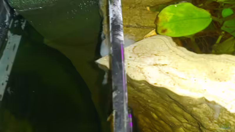 Technik im Aquarium Gesellschafftsbecken Südamerika(nur noch als Bsp.) von Biffty (61)