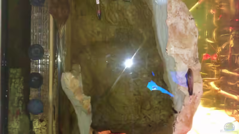 Technik im Aquarium Gesellschafftsbecken Südamerika(nur noch als Bsp.) von Biffty (67)