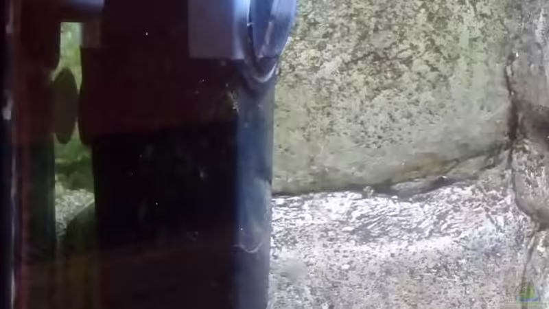 Technik im Aquarium Gesellschaftsbecken Süd-Mittelamerika von Christian Fries (10)