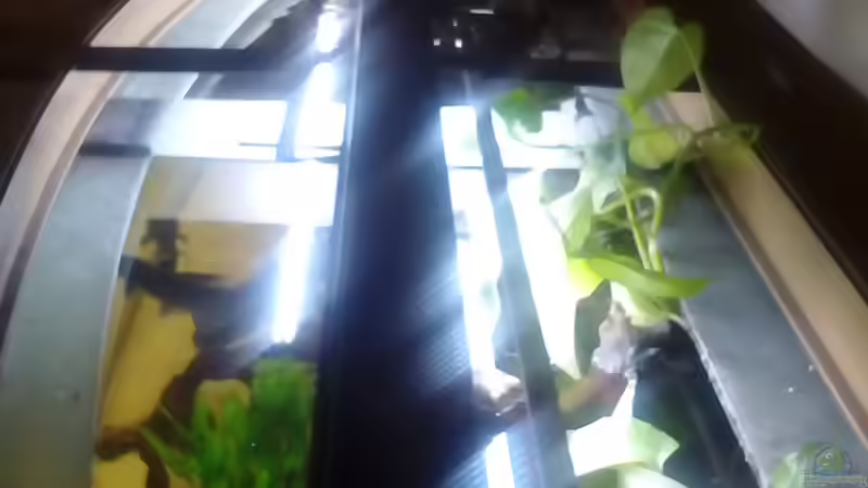 Technik im Aquarium Gesellschaftsbecken Süd-Mittelamerika von Christian Fries (11)