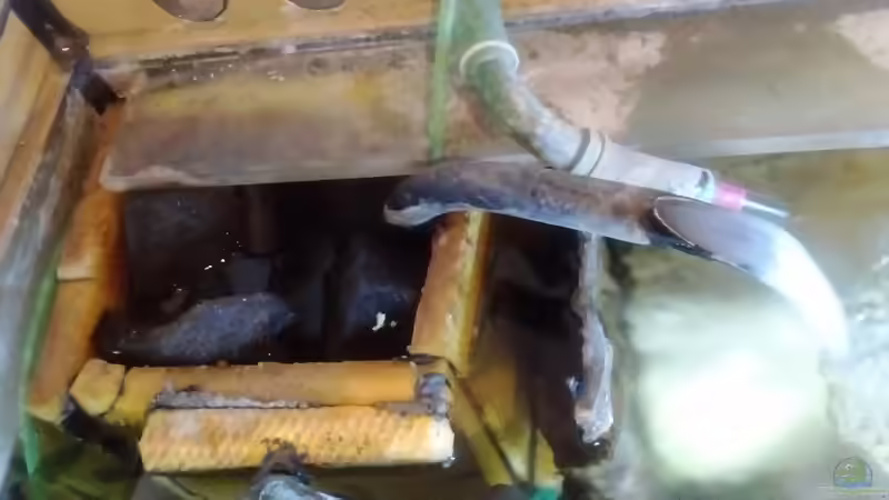 Technik im Aquarium Gesellschaftsbecken Süd-Mittelamerika von Christian Fries (12)