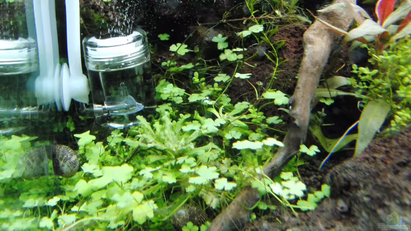 Technik im Aquarium Gesellschaftsbecken von Bestandteil (51)