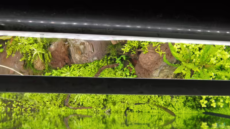 Technik im Aquarium Gesellschaftsbecken von Bestandteil (53)