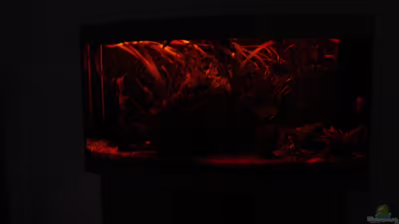 Technik im Aquarium Gesellschaftsbecken von christian (8)