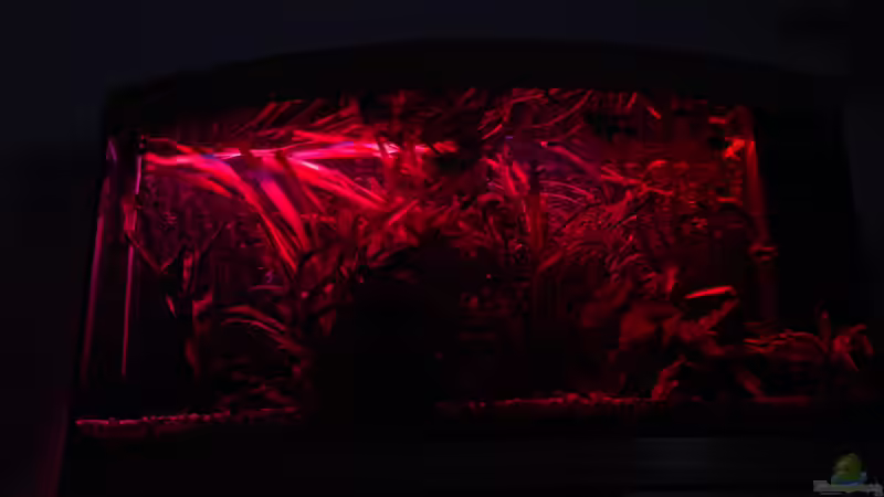 Technik im Aquarium Gesellschaftsbecken von christian (9)